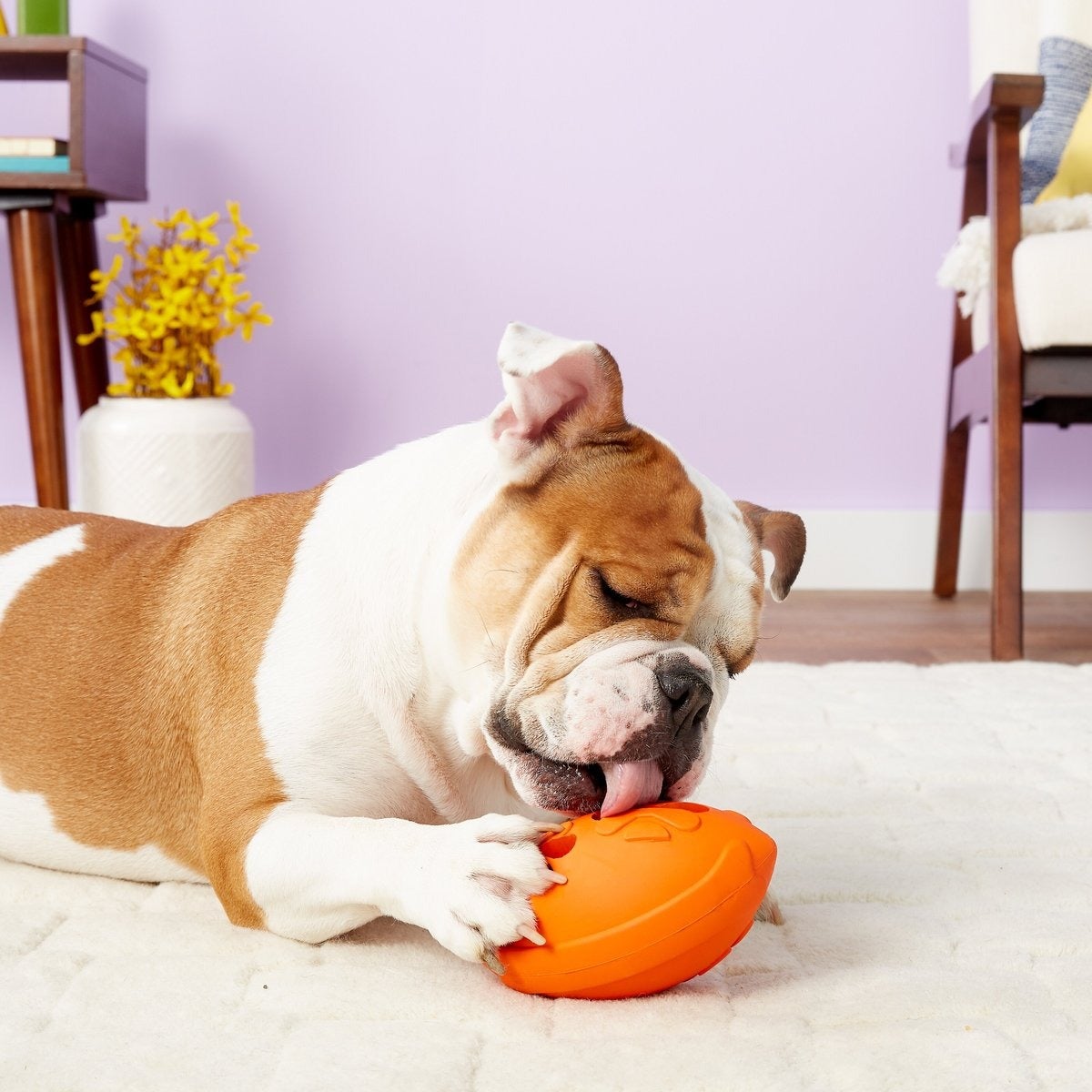a dog licking an orange rubber football toy