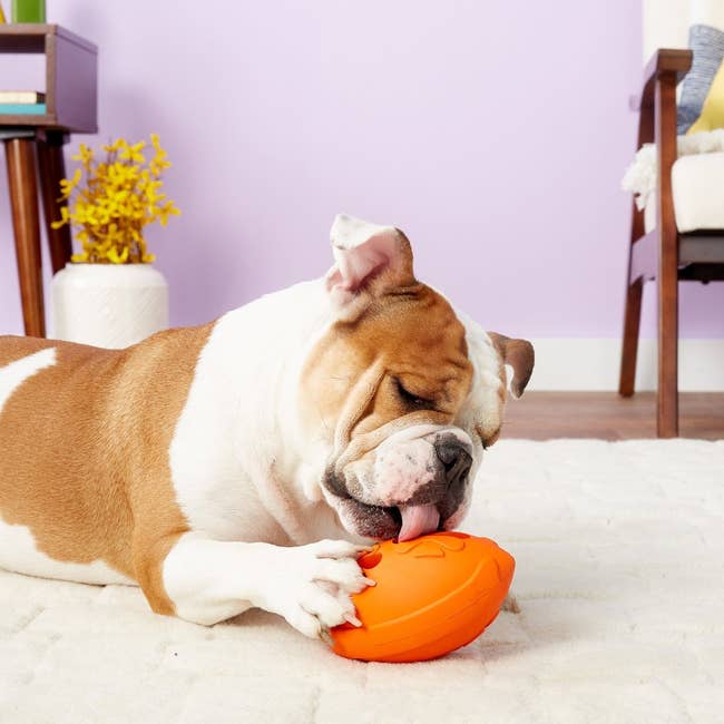 31 Best Interactive Dog Toys For Bored Pups