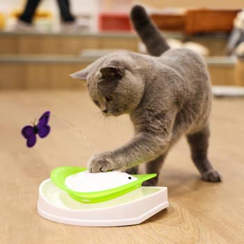 cat playing with butterfly spinner toy