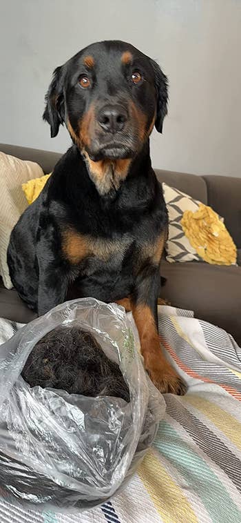 Reviewer's rottweiler with a bag full of hair after being trimmed