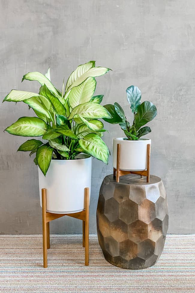 Two potted plants on stands against a grey wall