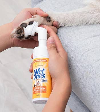 Orang yang memegang pembersih kaki Wet Ones Pets, mengoleskannya ke kaki anjing