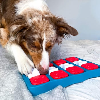 Closeup shot of dog using interactive puzzle tray with treats inside
