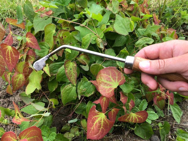 Hand holding a gardening weeder tool among green and red leaves