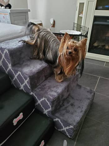 Reviewer photo showing Yorkie using pet stairs