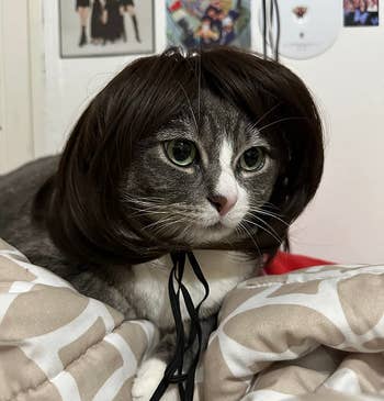 reviewer's cat wearing the short brown wig