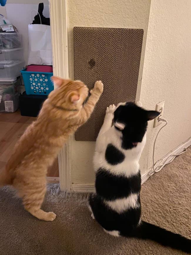 reviewer's two cats scratching the wall mounted scratch pad