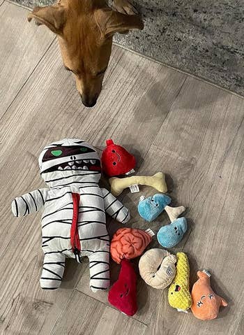 reviewer photo of the mummy toy and the stuffed organs