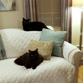 another reviewer photo showing white cover on a cream couch with two black cats on it.