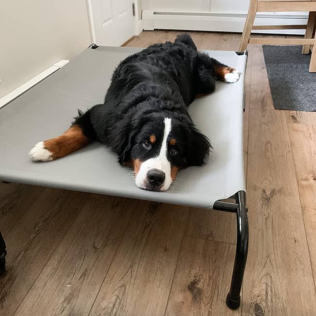 Bernese Mountain Dog lying on a raised dog bed indoors, looking at camera