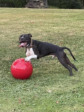 Dog happily playing with a ample  reddish  shot  connected  a grassy lawn