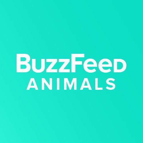 buzzfeedanimals icon