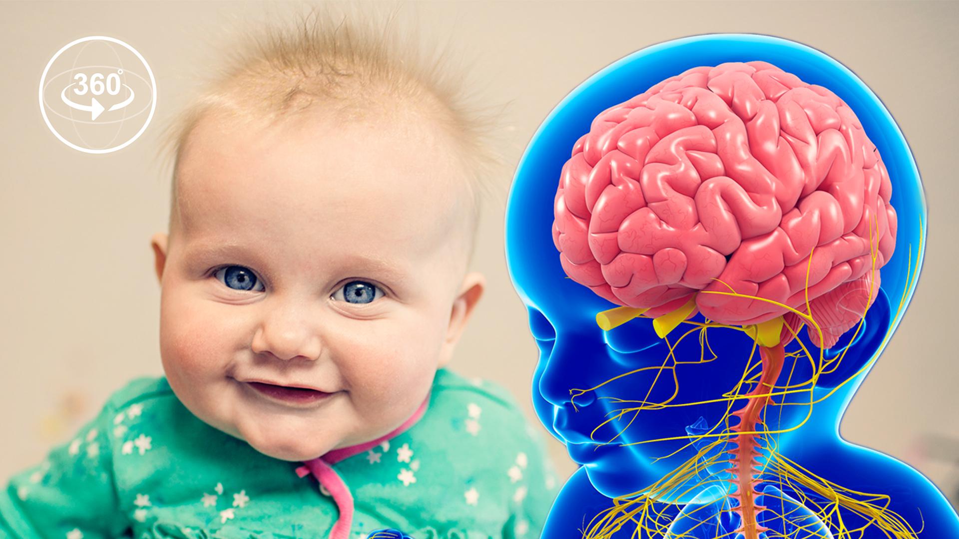 Поражение мозга у новорожденных. Детский мозг. Мозг для дошкольников.