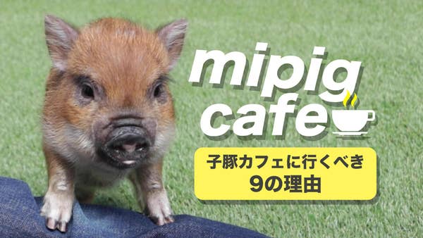 Mipigcafe マイクロブタさんと触れ合えるカフェが可愛すぎたので おすすめのポイントを9個にまとめました