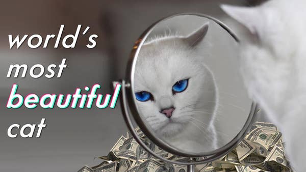 The Most Beautiful Cat Looks In the Mirror With A Pile Of Money Behind It