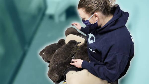 How We Take Care Of Baby Penguins At The Aquarium