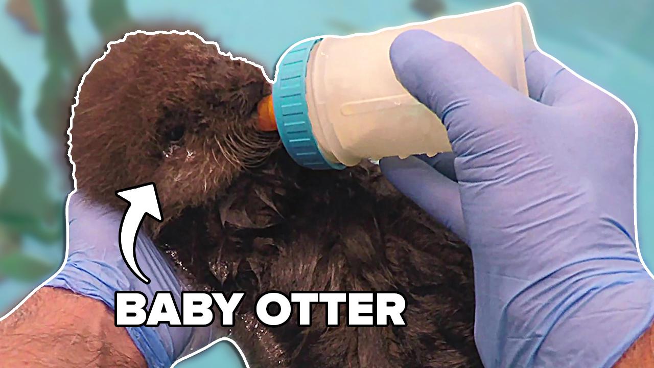 Baby otter being bottle-fed.