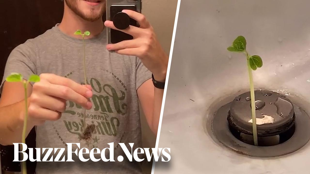 plant growing out of bathroom sink