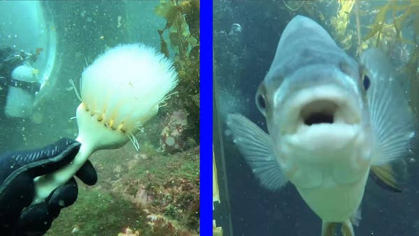 Cleaning brush underwater and a fish.