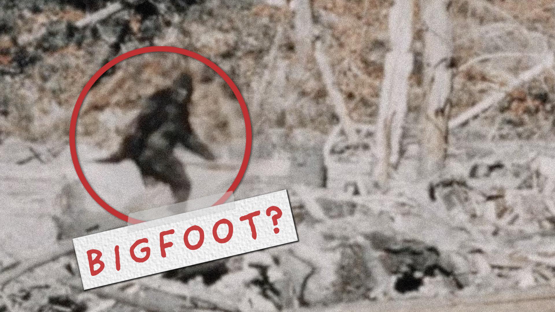 real bigfoot footage