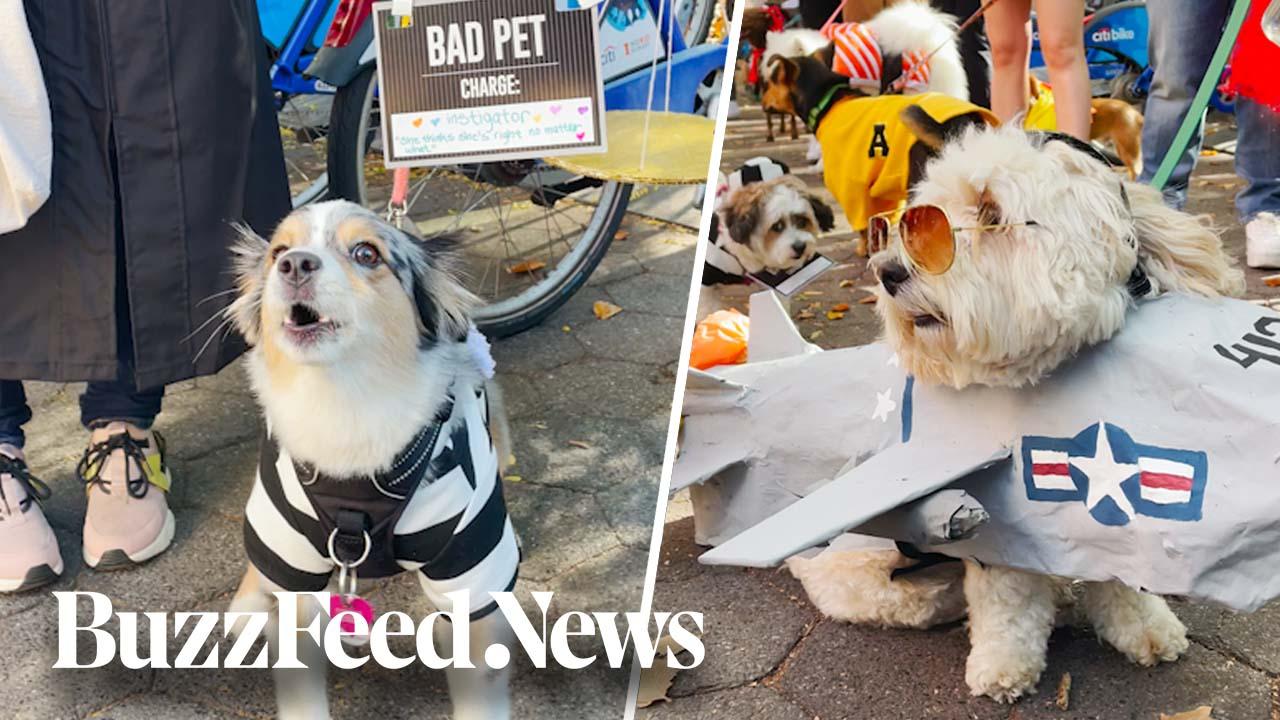 Dogs Get Dressed Up For Halloween Costume Competition