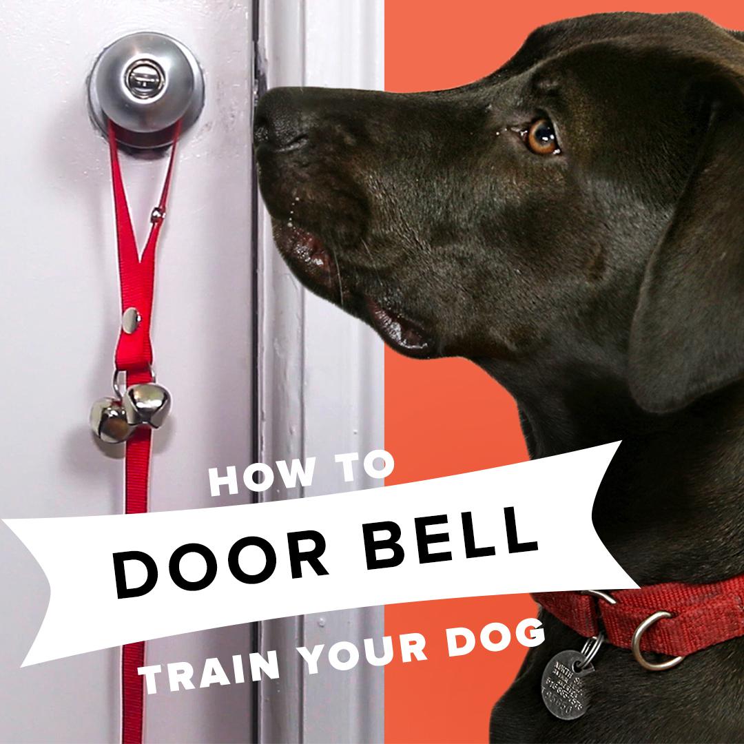 How To Train Your Dog To Use A Bell