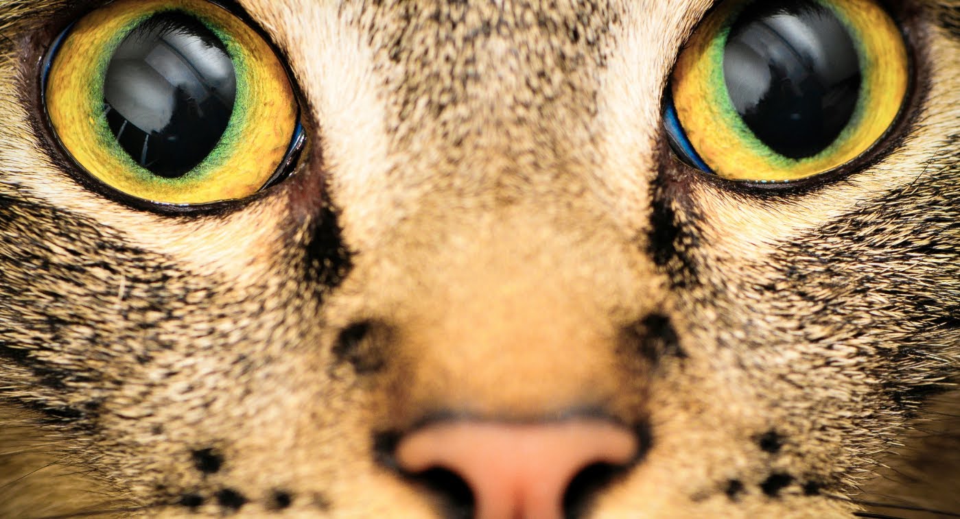 Разные глазки. Глаза животных. Кошачий глаз. Необычные глаза животных. Глаза зверя.