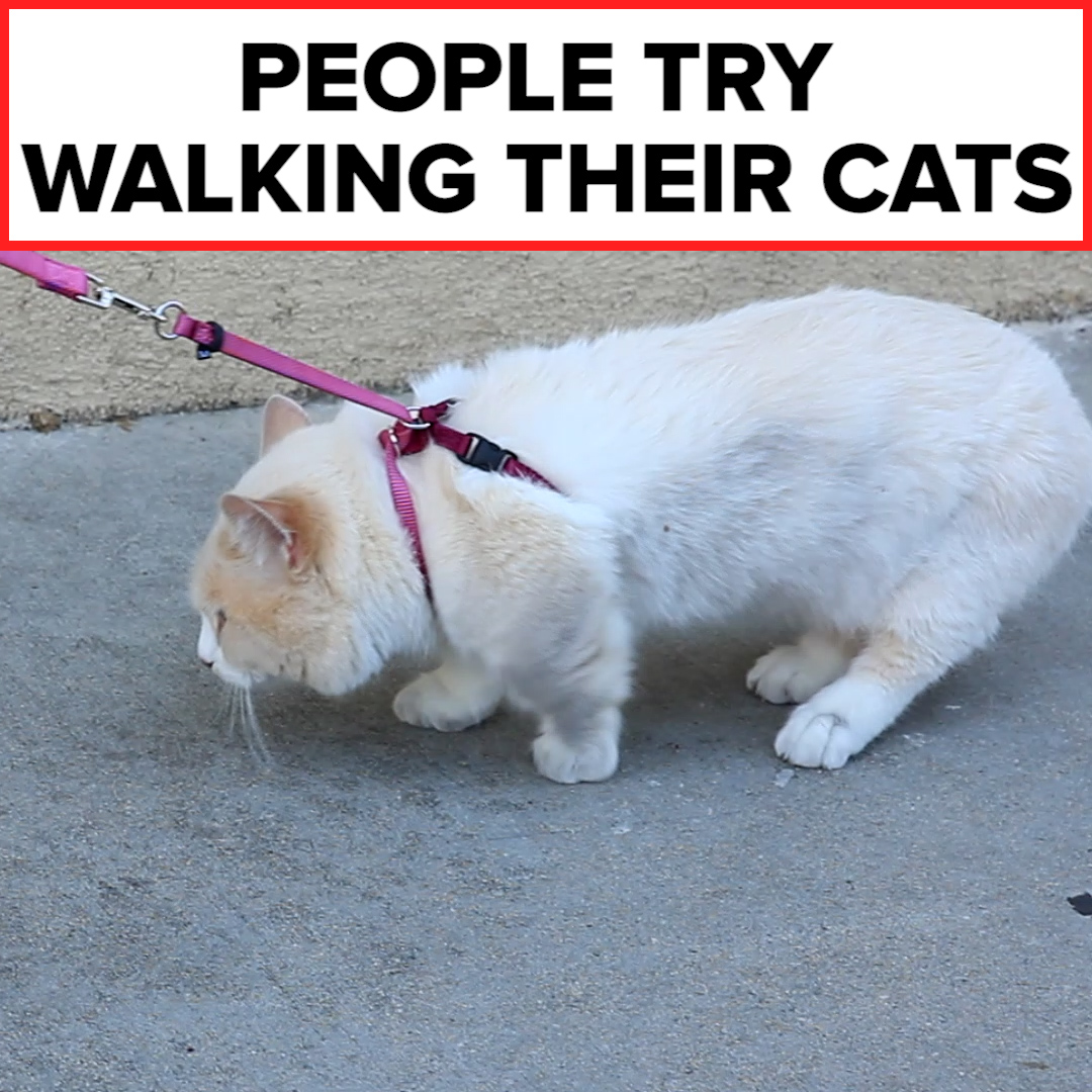 People Try Walking Their Cats