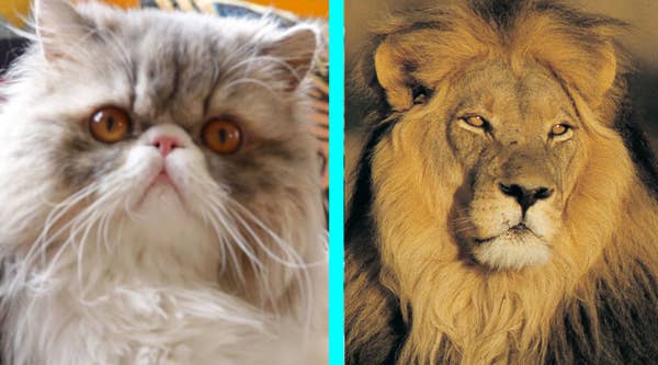 Buzzfeed Video A Household Cat Gets A Lion Cut Makeover