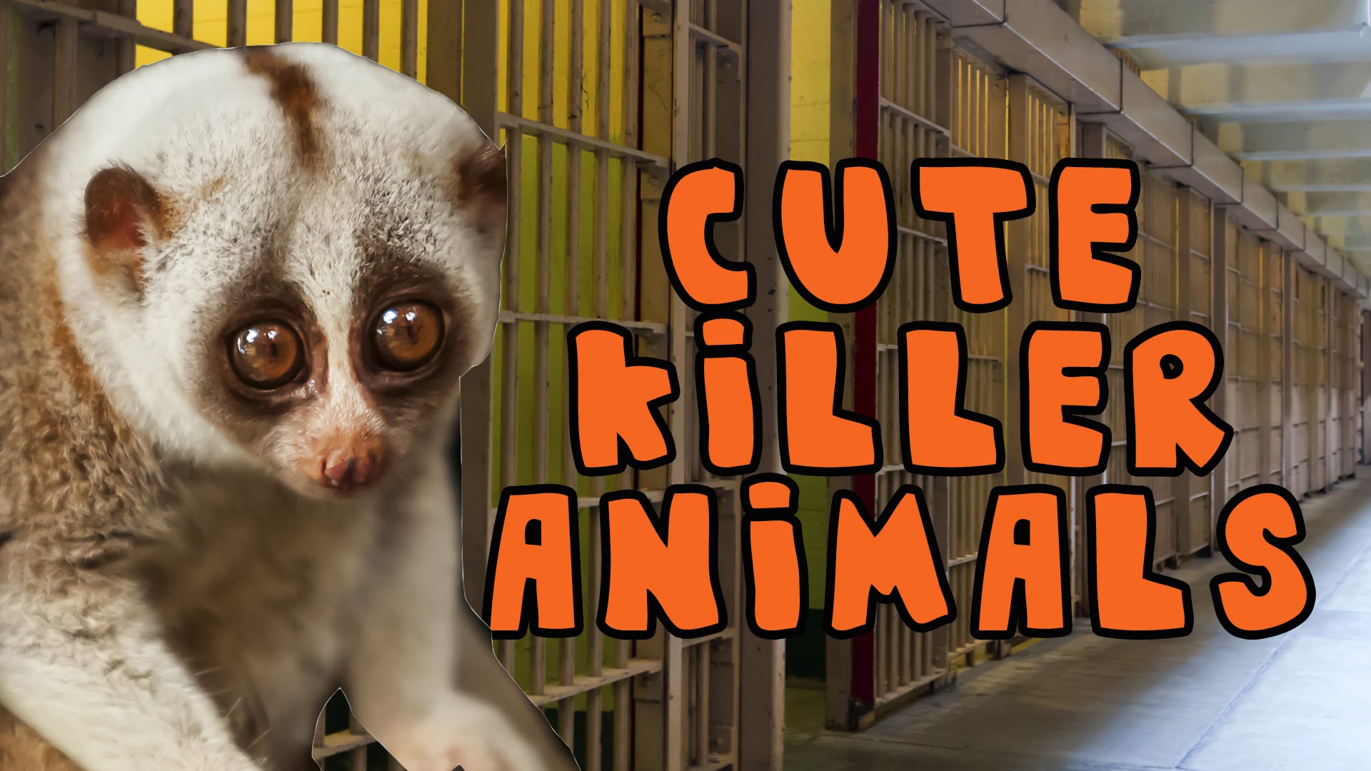 Cute Killer Animals - from BuzzFeed Video