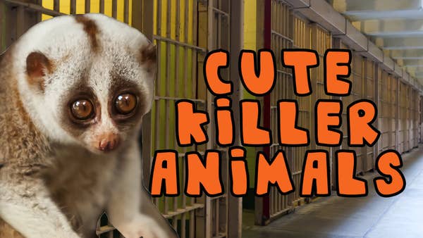 Cute Killer Animals