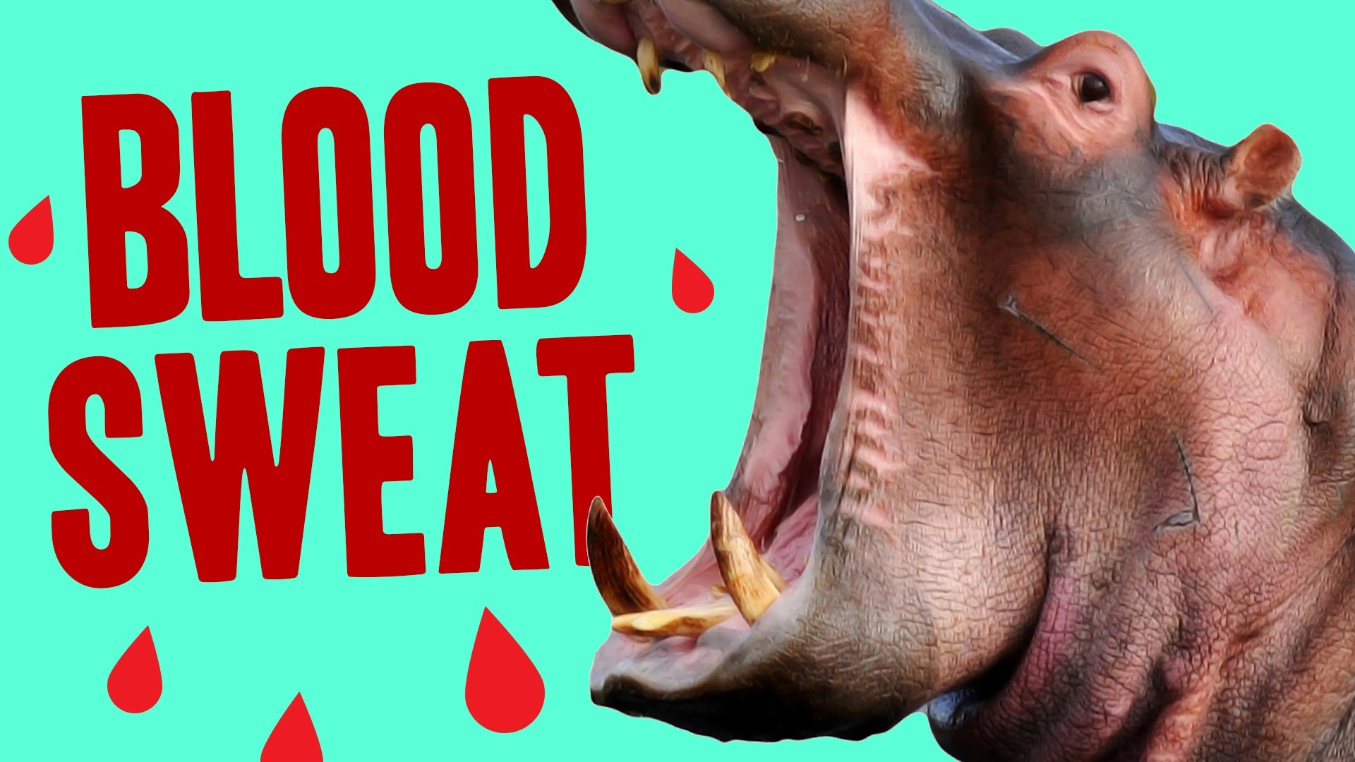 Animal Facts That Will Make You Feel Weird